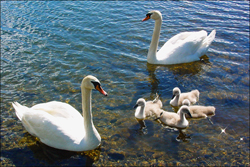 Swans